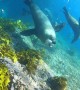 Fur Seal Charges Diver to Defend Its Colony