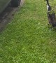 Duck Loves Doing Laps of Parked Car