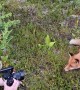 Fearless fox cub casually investigates photographer