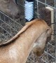 Goats Enjoy Their New Scratching Toys