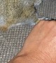 Pet Squirrel Loves Attention