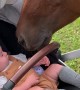 Baby Boy Meets Horse for the First Time