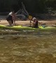 Kayak Tour Rescues Baby Fawn from Drowning
