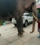 Kids play with very friendly elephant
