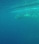 Whales Cruise along Queensland Coast