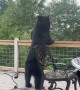 Bear Raids Backyard Bird Feeders