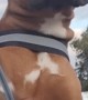 Boxer Enjoys Breeze Through Cheeks and Eyelids