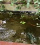 Happy Pup Shares Pond with Fishes