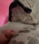 Willow the Bulldog Loves Belly Pats