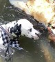 Dalmatian Goes for a Dip