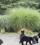 Mama Bear Brings Five Cubs for a Swim in Backyard Pool