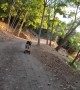 Rush the Skateboard Riding Doggy