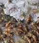 Wasps Swarm as Nest is Removed