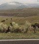 Bison Defends His Territory During Mating Season