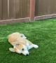Augie the Corgi Puppy Runs out of Gas