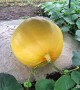 18 Day Time Lapse of Giant Pumpkin Growing