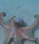Octopus Swimming on the Ocean Floor