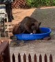 Bear Takes a Dip in Doggy’s Pool