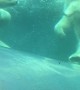 Polar Bears Play in the Pool