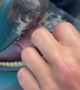 Dolphin Enjoying a Tongue Tickle