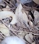 Baby Tawny Frogmouth Enjoys Home Delivered Dinner
