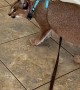 Caracal Cat Sets Boundaries with Playful Pup