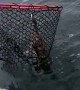 Fishing Net Doesn't Stop Octopus Ink