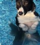 Collie Cools Off in Pool