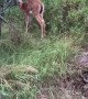 Deer Drops by for Vegetable Buffet