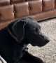Charcoal Lab Listens Carefully to Fake Phone Call