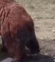 Rescued Grizzly Playing with a Log