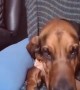 Bloodhound Doesn't Want to Stop Cuddling Kitten
