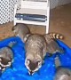 Raccoons Come Around for a Swim