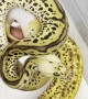 Ball Python or Banana?