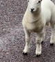 Sheep Family Stops Lady on Highway