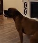 Hyper Boxer Pup Spins Out Her Zoomies