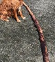 Excited Doggo Needs the Largest Stick to be Thrown