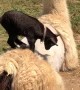 Lamb Has a Hard Time Staying on Freshly Shaved Llama