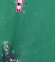 Whale Surfaces to Visit Paddleboarder