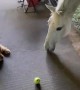 Golden George Wants to Play Ball with Horse
