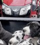 A Tractor Bucket Full of Great Dane Pups