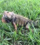 Green Iguana Near Colombian Highway
