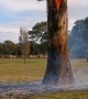 Tree Burns From Inside Out
