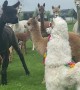Alpaca Imposter