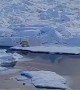 Horrific video shows melting of ice floe and glacier