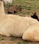 Goat Kids Use Patient Llama as Trampoline