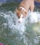 Splish Splash Fun for Pups
