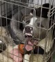 Dog in Kennel Turns Derpy After Neuter Surgery