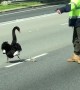 Swan Mama and Her Babies Safely Herded Across Highway