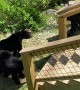 Bear Family Visit Gatlinburg Backyard